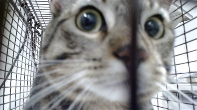 Shelter Stray Male Cat last seen Near BLOCK BRYANT / MARIPOSA, 1419 Bryant St, San Francisco, CA 94103, USA