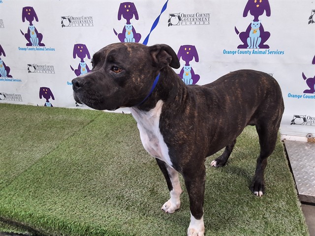 Shelter Stray Female Dog last seen , 2769 Conroy Rd, Orlando, FL 32839, USA