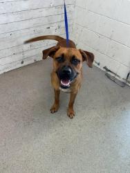 Shelter Stray Male Dog last seen 2ND, 333 Chandler Pl, San Bernardino, CA 92408, USA