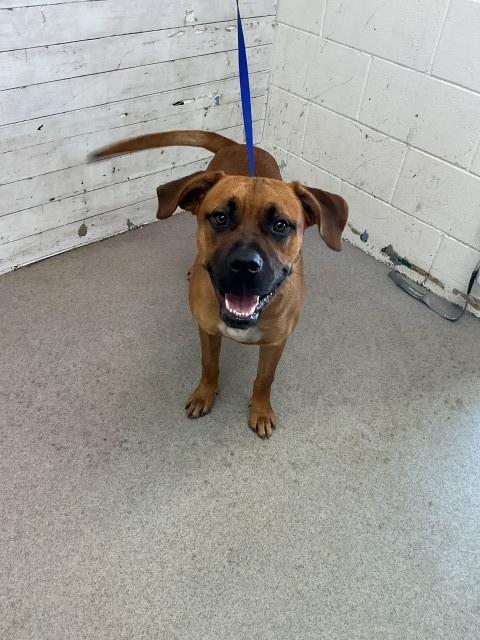 Shelter Stray Male Dog last seen 2ND, 333 Chandler Pl, San Bernardino, CA 92408, USA