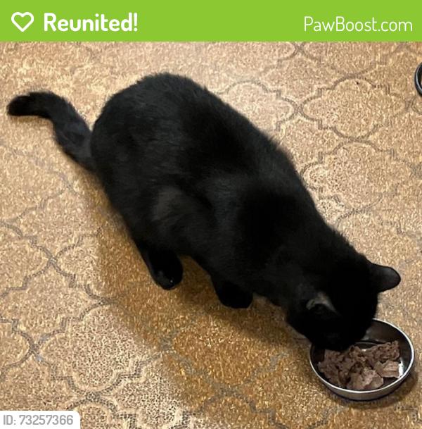 Reunited Unknown Cat last seen Hannes Street and Cavalier Drive, Silver Spring, MD 20901