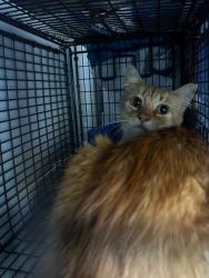 Shelter Stray Unknown Cat last seen FLORINDA WAY/68 AVE, 95828, 3839 Bradshaw Rd, Sacramento, CA 95827, USA