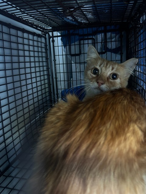 Shelter Stray Unknown Cat last seen FLORINDA WAY/68 AVE, 95828, 3839 Bradshaw Rd, Sacramento, CA 95827, USA