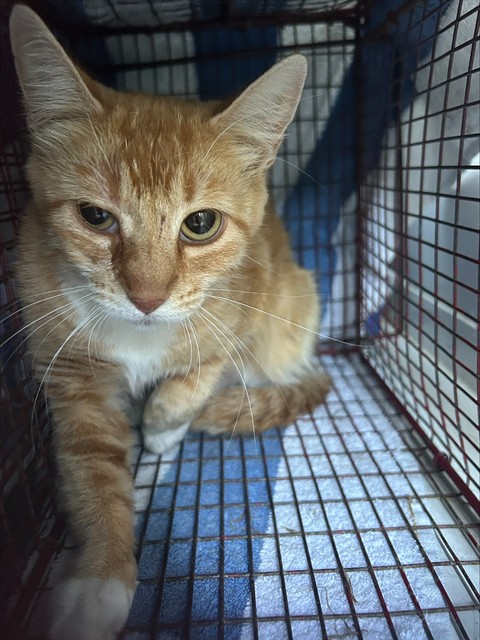 Shelter Stray Unknown Cat last seen FLORINDA WAY/68 AVE, 95828, 3839 Bradshaw Rd, Sacramento, CA 95827, USA