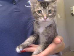 Shelter Stray Male Cat last seen SKY PKWY/6TH ST, 95823, 3839 Bradshaw Rd, Sacramento, CA 95827, USA