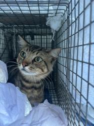 Shelter Stray Unknown Cat last seen FLORINDA WAY/68 AVE, 95828, 3839 Bradshaw Rd, Sacramento, CA 95827, USA