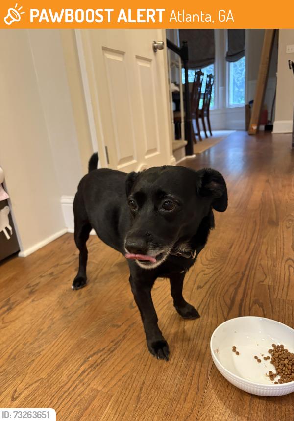 Found/Stray Male Dog last seen Hill St., Grant St, Atlanta, GA 30315