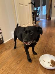 Found/Stray Male Dog last seen Hill St., Grant St, Atlanta, GA 30315