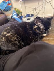 Reunited Female Cat last seen Near Chestnut Avenue, Kansas City, MO 64130