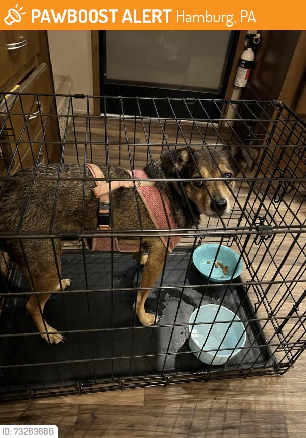Found/Stray Male Dog last seen Hex Highway & Willow Street Hamburg Pa, Hamburg, PA 19526