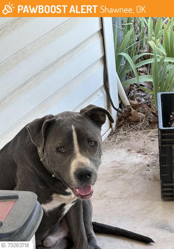 Found/Stray Male Dog last seen Johnson North Rock Creek area, Shawnee, OK 74801