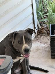 Found/Stray Male Dog last seen Johnson North Rock Creek area, Shawnee, OK 74801