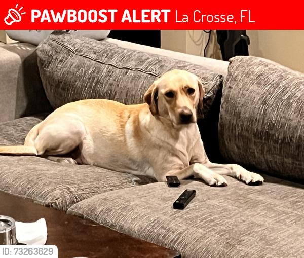 Lost Female Dog last seen Unknown, La Crosse, FL 32658