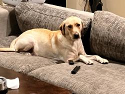 Lost Female Dog last seen Unknown, La Crosse, FL 32658