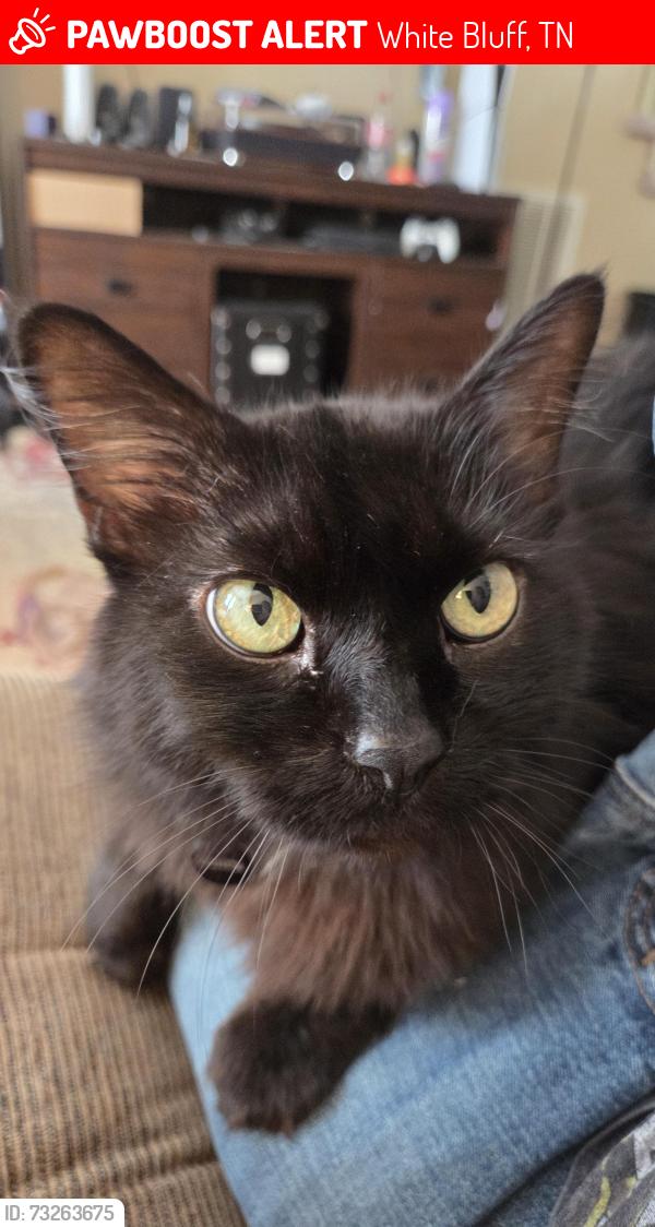 Lost Male Cat last seen Green field ridge subdivision, White Bluff, TN 37187