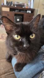 Lost Male Cat last seen Green field ridge subdivision, White Bluff, TN 37187