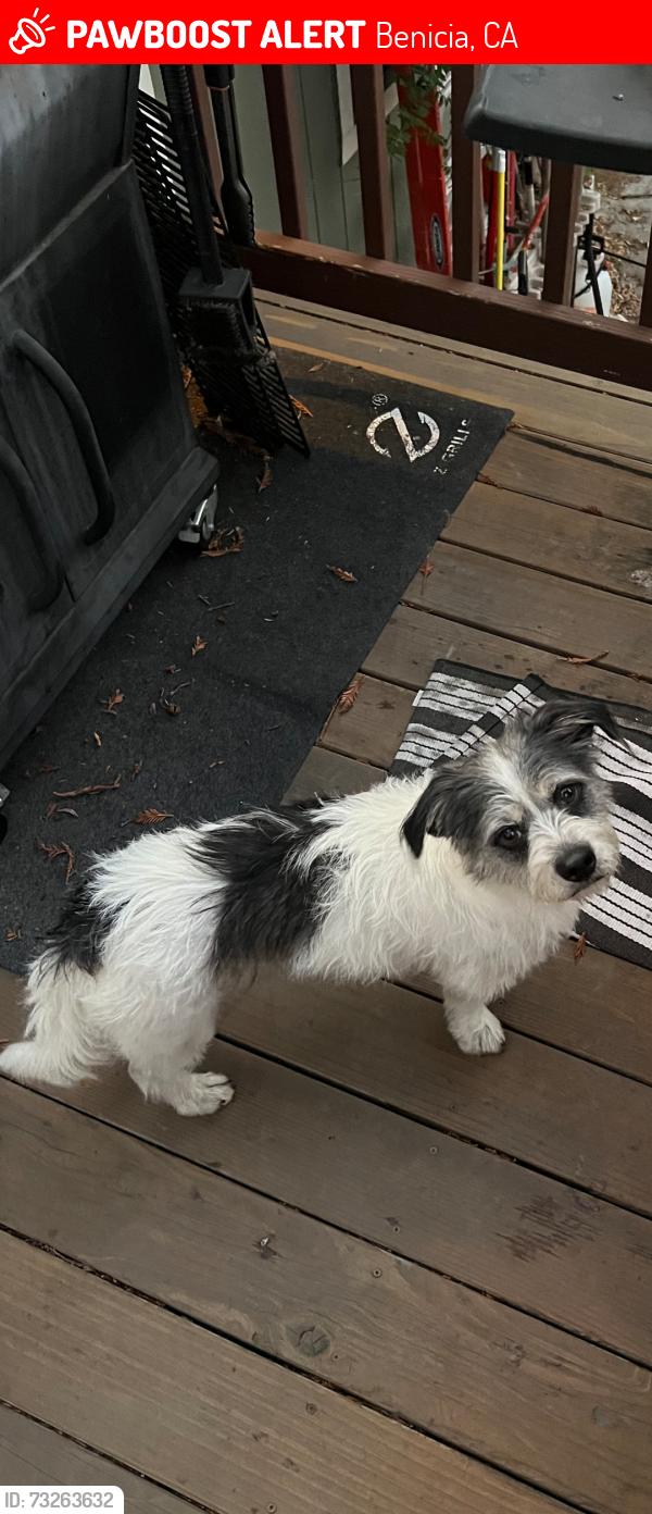 Lost Male Dog last seen East 2nd & Military intersection, Benicia, CA 94510, Benicia, CA 94510