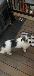 Lost Male Dog last seen East 2nd & Military intersection, Benicia, CA 94510, Benicia, CA 94510