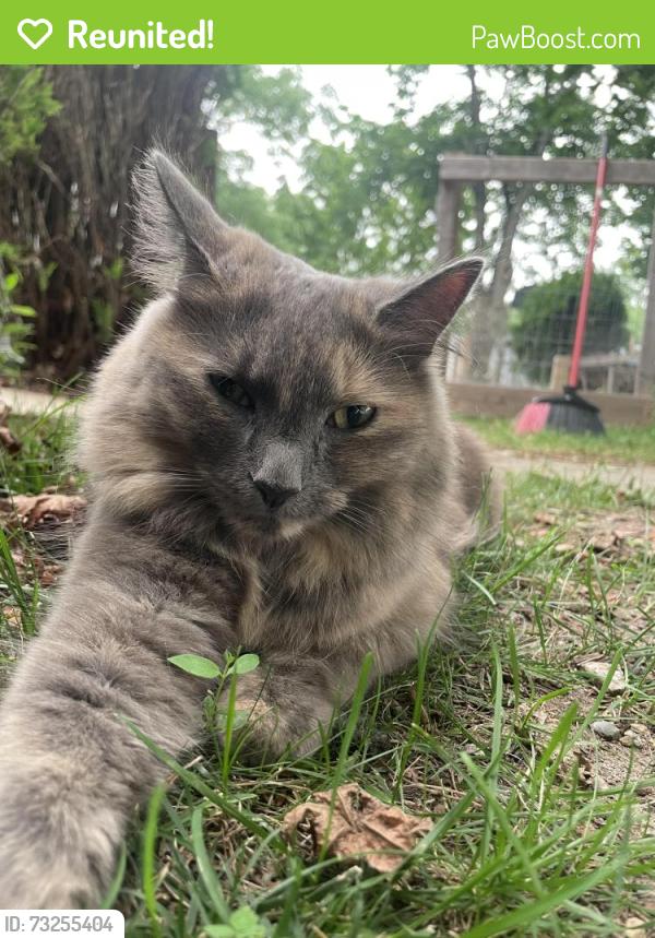 Reunited Female Cat last seen Wallis Ave, Barrington, RI 02806