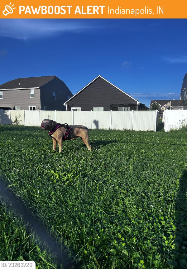 Found/Stray Female Dog last seen Darla Ct, Indianapolis, IN 46239