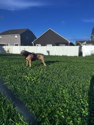 Found/Stray Female Dog last seen Darla Ct, Indianapolis, IN 46239