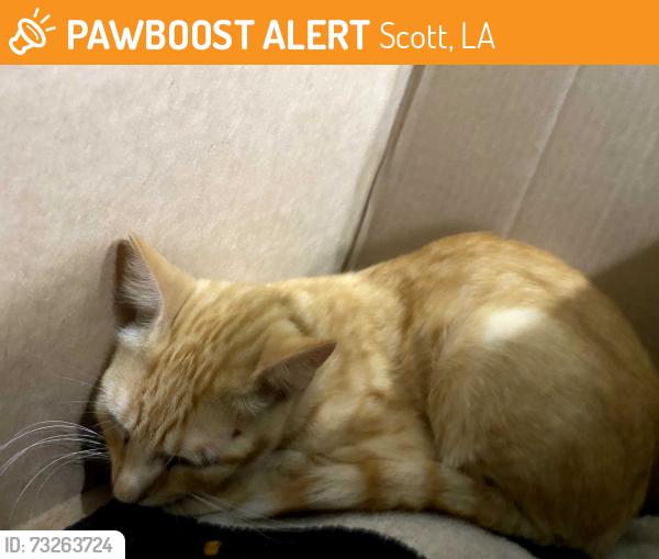 Found/Stray Unknown Cat last seen Fenetre, Scott, LA 70583