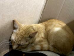 Found/Stray Unknown Cat last seen Fenetre, Scott, LA 70583