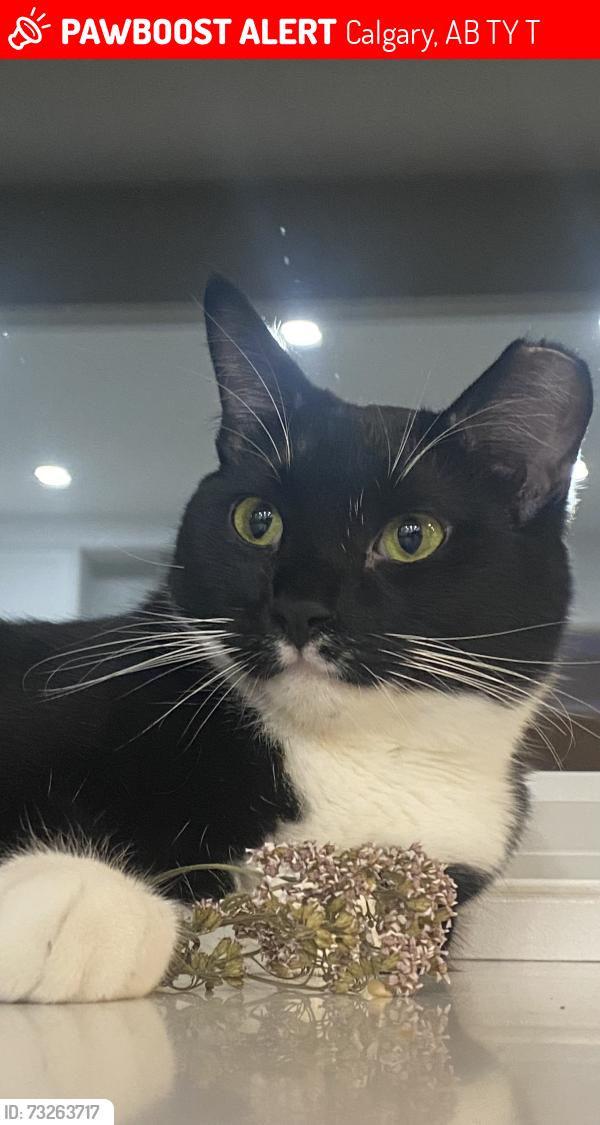 Lost Male Cat last seen Millrise, Evergreen, Somerset, Calgary, AB T2Y 2T1