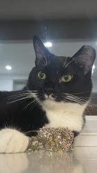 Lost Male Cat last seen Millrise, Evergreen, Somerset, Calgary, AB T2Y 2T1