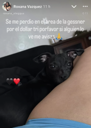 Lost Male Dog last seen Gesser, Houston, TX 77080