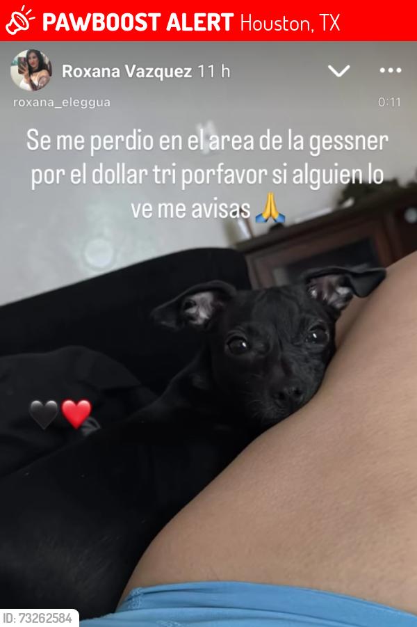 Lost Male Dog last seen Gesser, Houston, TX 77080