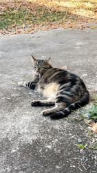 Lost Male Cat last seen Allensville rd, Sevierville, TN 37876