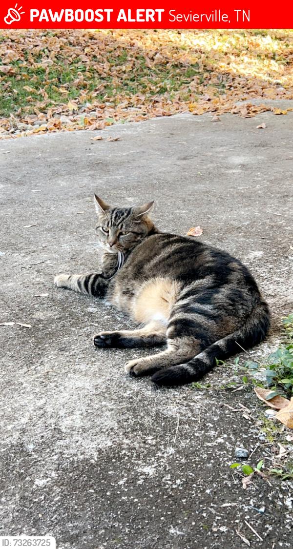 Lost Male Cat last seen Allensville rd, Sevierville, TN 37876