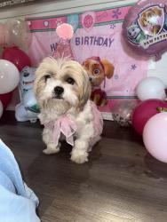 Reunited Female Dog last seen Near E Corporate Dr, Lewisville, TX 75067