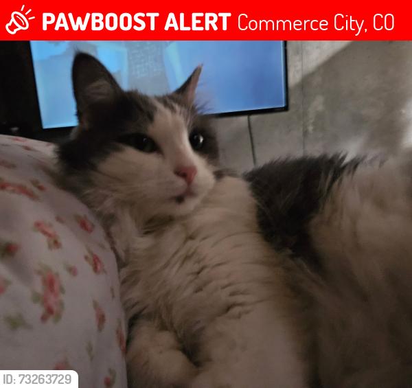 Lost Female Cat last seen 96th and CO Highway 2, Commerce City, CO 80022