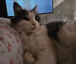 Lost Female Cat last seen 96th and CO Highway 2, Commerce City, CO 80022