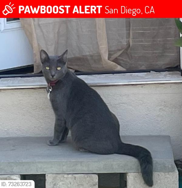 Lost Female Cat last seen Thorn and Myrtle, San Diego, CA 92104