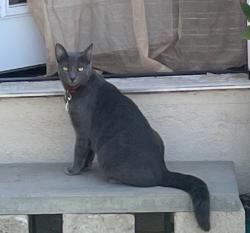Lost Female Cat last seen Thorn and Myrtle, San Diego, CA 92104