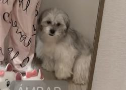 Reunited Male Dog last seen Near E Corporate Dr, Lewisville, TX 75067