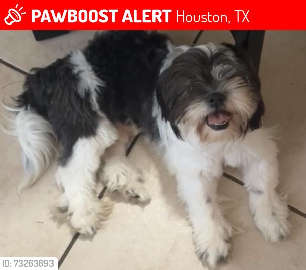 Lost Male Dog last seen North vista north mist, Houston, TX 77073
