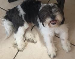 Lost Male Dog last seen North vista north mist, Houston, TX 77073