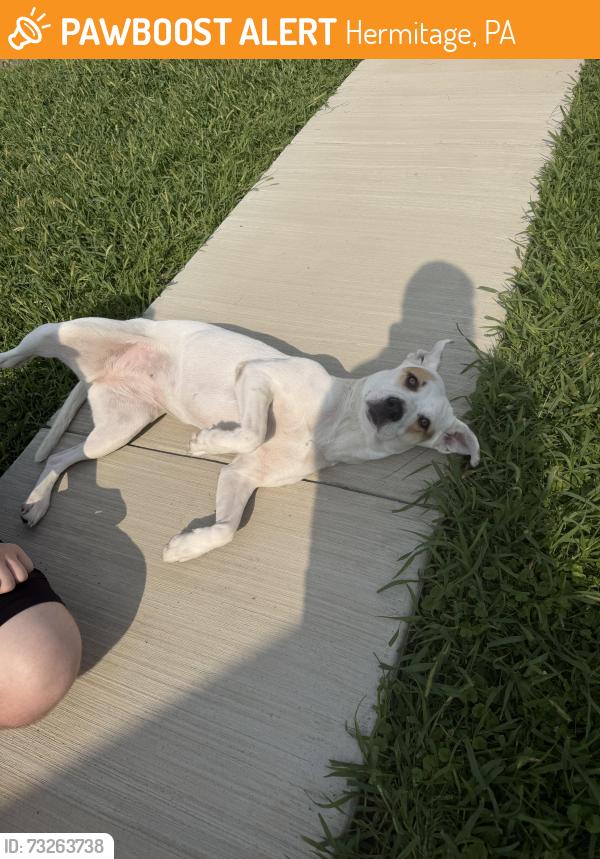 Found/Stray Female Dog last seen Golden Dawn, Hermitage, PA 16121
