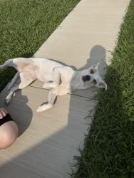 Found/Stray Female Dog last seen Golden Dawn, Hermitage, PA 16121