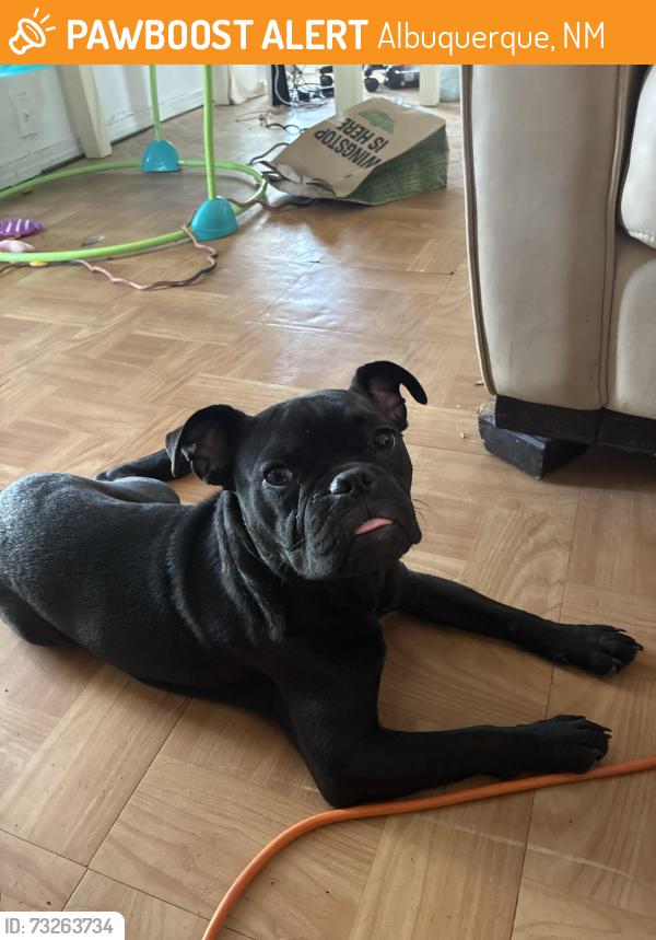 Found/Stray Male Dog last seen Montoya rd nw, Albuquerque, NM 87104