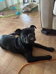 Found/Stray Male Dog last seen Montoya rd nw, Albuquerque, NM 87104