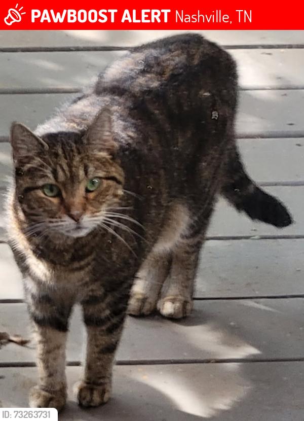 Lost Female Cat last seen Jocelyn Hollow Rd, Rolling Fork Dr., Nashville, TN 37205