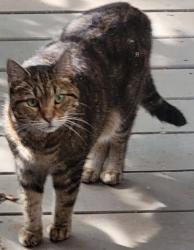 Lost Female Cat last seen Jocelyn Hollow Rd, Rolling Fork Dr., Nashville, TN 37205