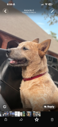 Lost Female Dog last seen McArthur, Warr Acres, OK 73122