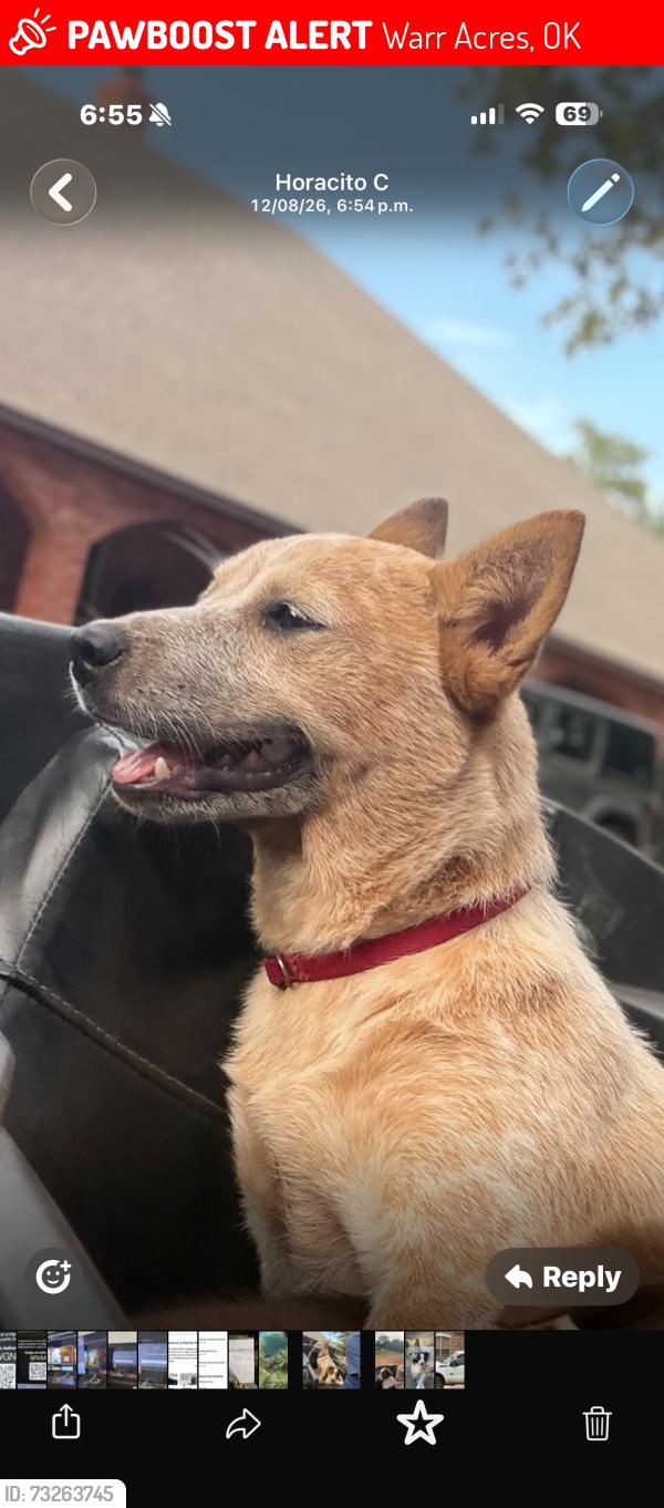Lost Female Dog last seen McArthur, Warr Acres, OK 73122