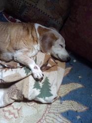 Reunited Male Dog last seen Magnolia Road and Trimble, Joppatowne, MD 21085